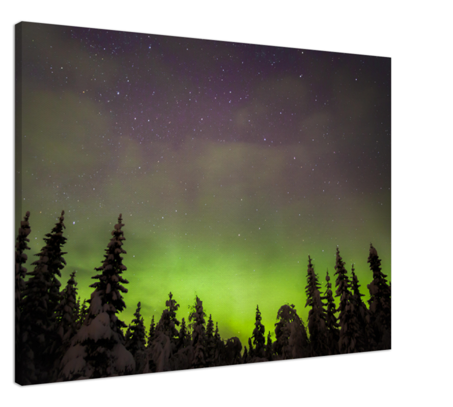 Forest Lights - Aurora Borealis Over Snowy Trees, Norway - fine art photo print