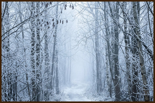 Misty Norwegian Forest IV - AI Generated Art Print - Norway wall art print