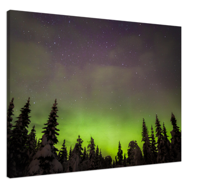 Forest Lights - Aurora Borealis Over Snowy Trees, Norway - fine art photo print