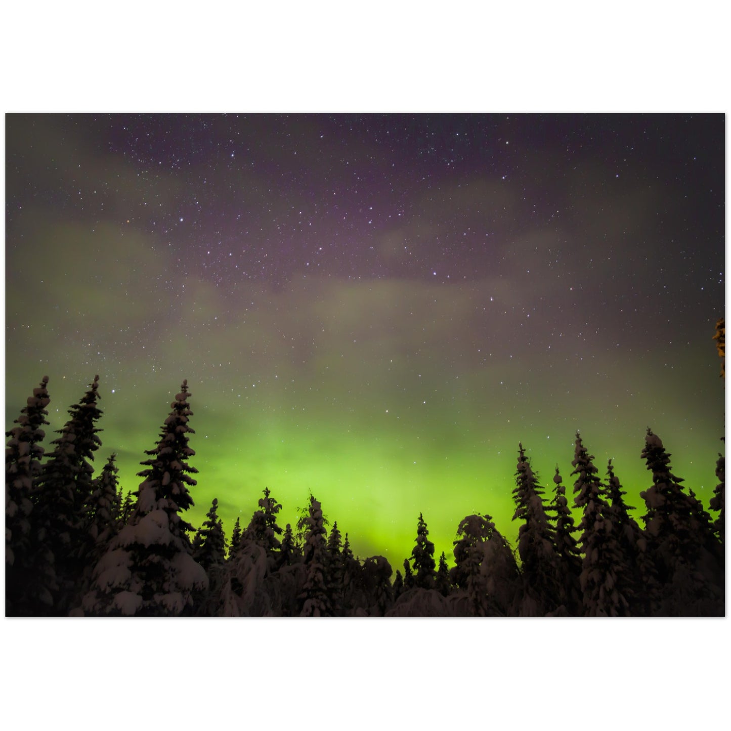 Forest Lights - Aurora Borealis Over Snowy Trees, Norway - Norway wall art print