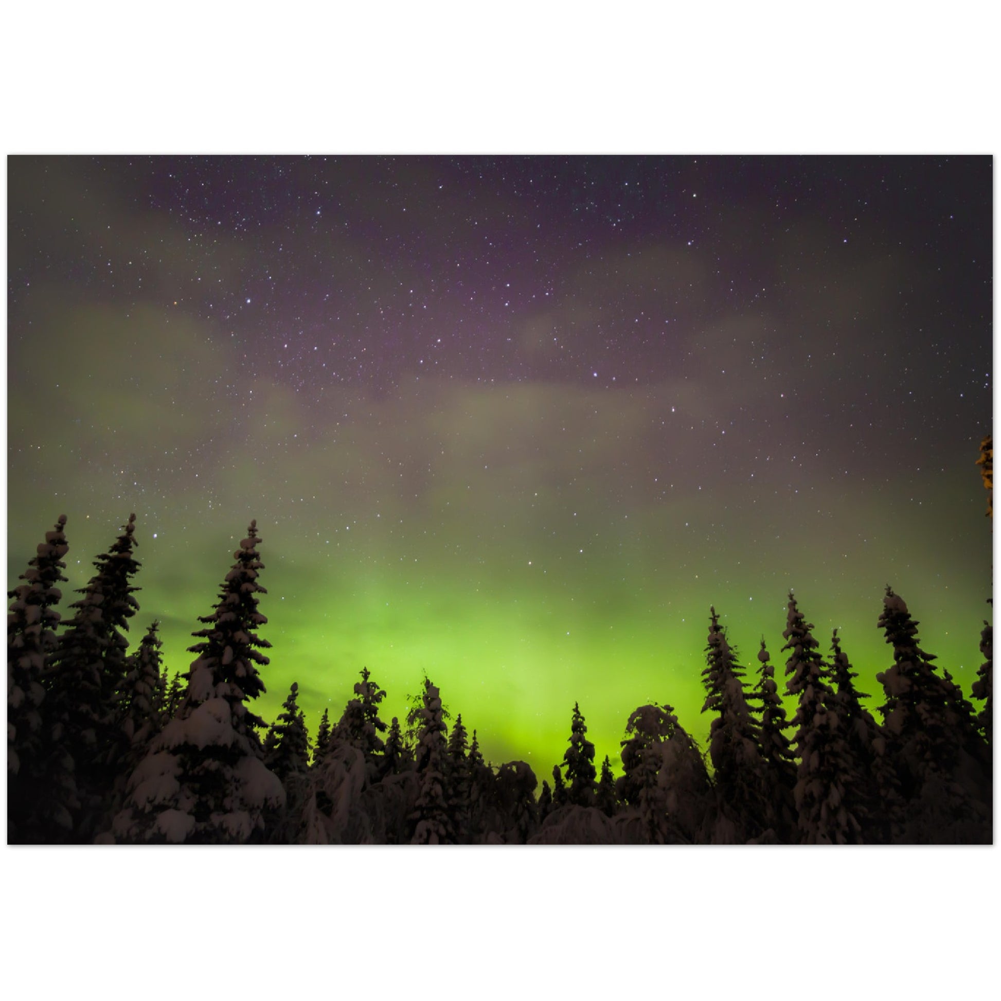 Forest Lights - Aurora Borealis Over Snowy Trees, Norway - Norway wall art print